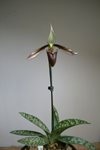 Paphiopedilum dayanum (Orchids & more) 